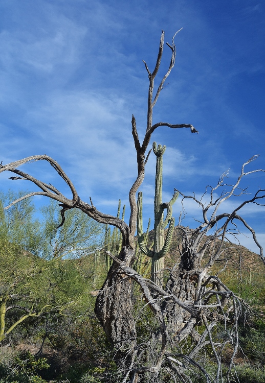 Senita Basin